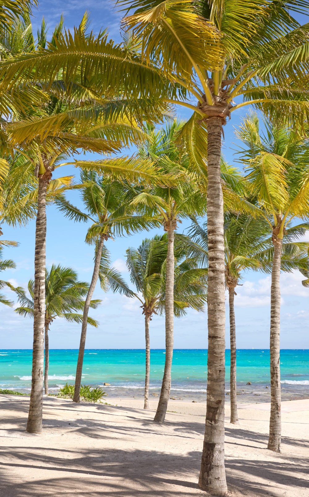 palm-trees-framing-turquoise-ocean-waters-on-sandy-2026-03-19-05-12-04-utc